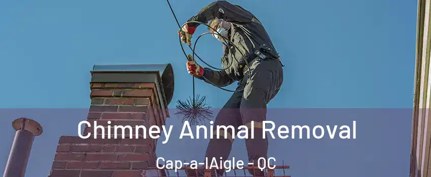 Chimney Animal Removal Cap-a-lAigle - QC