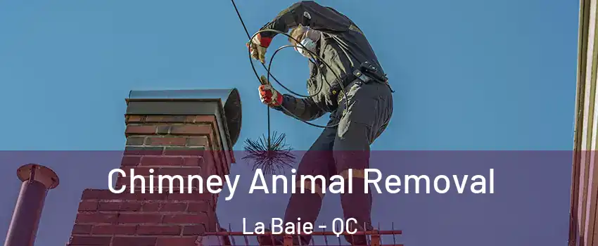Chimney Animal Removal La Baie - QC