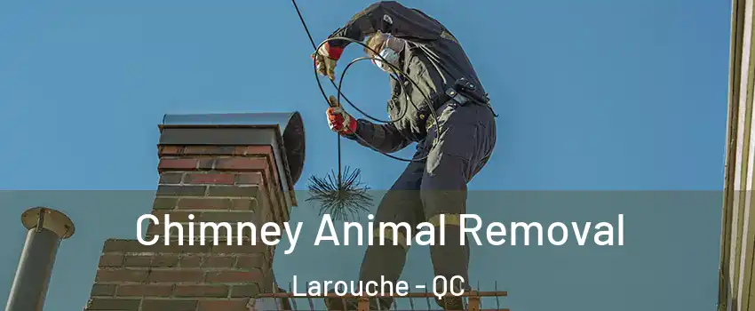 Chimney Animal Removal Larouche - QC