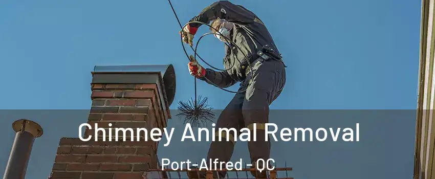 Chimney Animal Removal Port-Alfred - QC