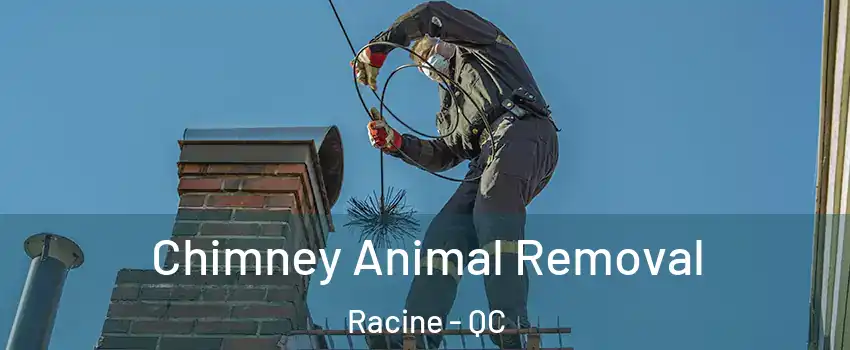 Chimney Animal Removal Racine - QC
