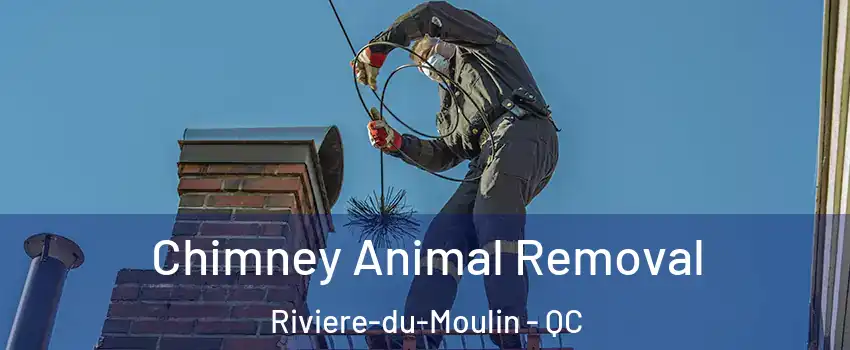 Chimney Animal Removal Riviere-du-Moulin - QC