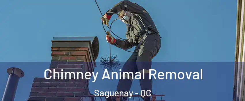 Chimney Animal Removal Saguenay - QC