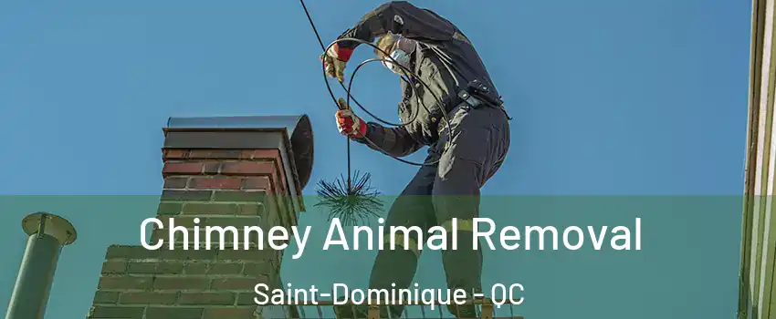 Chimney Animal Removal Saint-Dominique - QC