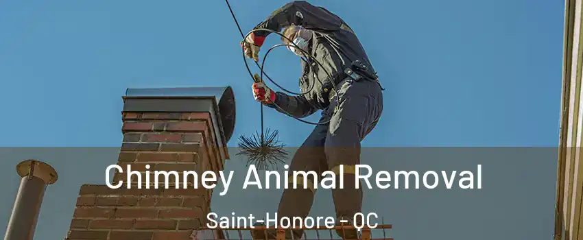 Chimney Animal Removal Saint-Honore - QC