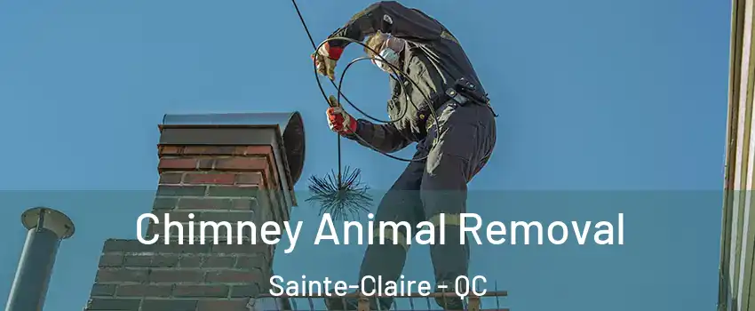 Chimney Animal Removal Sainte-Claire - QC