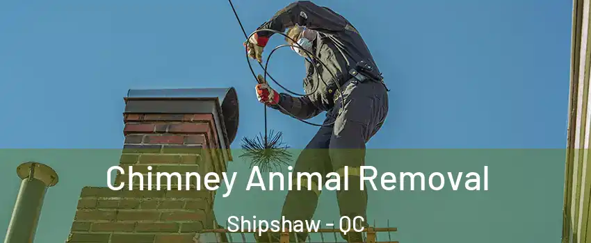 Chimney Animal Removal Shipshaw - QC