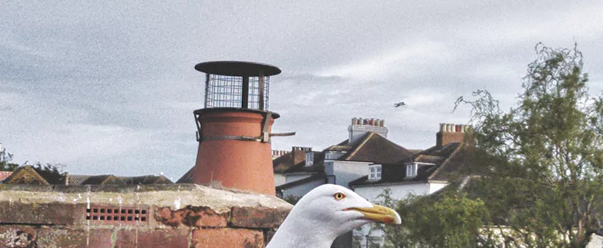 Chimney Cap Bird Guard Repair in Racine, Quebec
